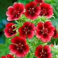 Monarch's Velvet Potentilla Seeds - Organic Perennial, Golden Yellow Flowers, Potentilla fruticosa, Bushy Shrub, 30 Seeds