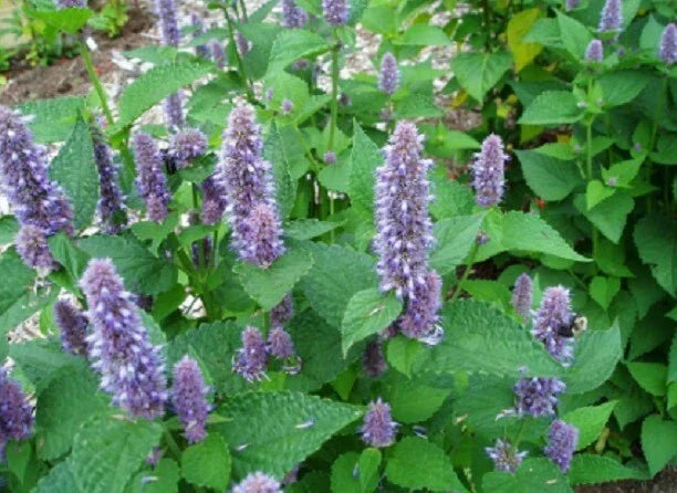 Hyssop Seeds - 200+ Fragrant Blue Perennial Herb Seeds - Hyssopus officinalis - Mint Family - Easy to Grow for Gardens and Landscaping