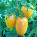 Artisan Blush Tomato Seeds - Julienne Cherry, Long Yellow, Non-GMO, Heirloom Solanum lycopersicum, Organic Gardening, Bountiful Harvest