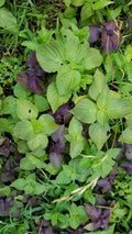 Shiso Perilla Plants Bundle - 12 Bare Roots + 12 Free Bonus - Culinary Herb, Green Foliage, Perilla frutescens