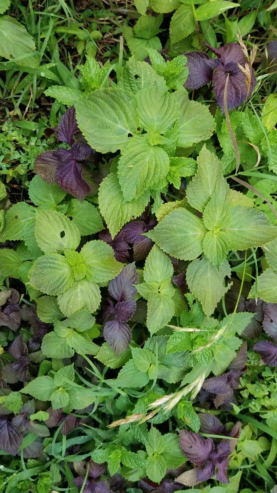 Shiso Perilla Plants Bundle - 12 Bare Roots + 12 Free Bonus - Culinary Herb, Green Foliage, Perilla frutescens