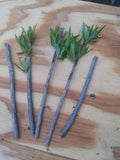 Podocarpus Macrophyllus Cuttings - Japanese Yew Bush Maki Evergreen for Hedges & Landscaping - 10 Pack