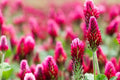 Crimson Clover Seeds - Trifolium incarnatum, Cover Crop, Green Manure, Flowering Ground Cover, 100+ Seeds
