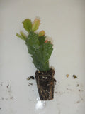 Christmas Cactus Plant - Potted Schlumbergera truncata Indoor Houseplant for Holiday Decor