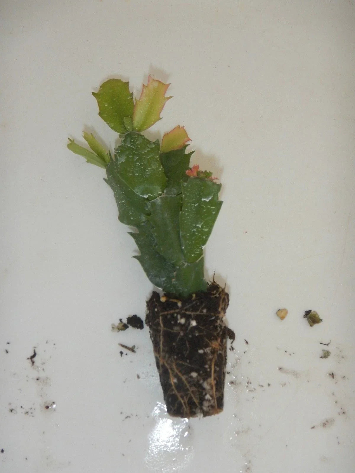 Christmas Cactus Plant - Potted Schlumbergera truncata Indoor Houseplant for Holiday Decor