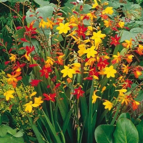 Crocosmia Flower Bulbs Mixed Color – Easy to Grow Garden Planting Bulbs for Borders and Pollinator Attraction