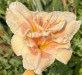 Ruffled Peach Pink Daylily Plants - Bare Root Perennial with 9.5 Inch Blooms - Hemerocallis