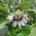 Passiflora edulis Possum Purple Passion Fruit Live Starter Plants – Organic Climbing Vine for Home Garden