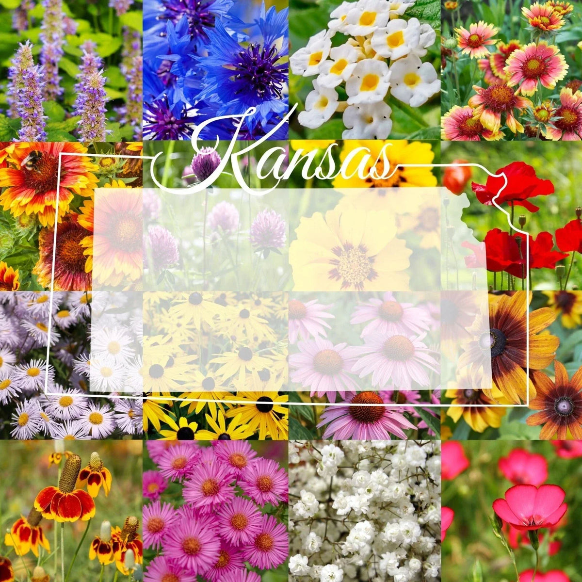 Eastern Kansas Wildflower Seed Mix 1/4LB Bulk - Native Wildflowers for Gardens