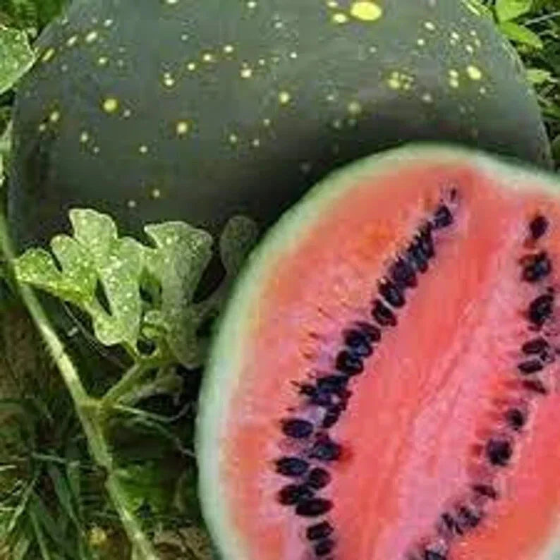 Organic Moon and Stars Watermelon Seeds – 20 Pack Citrullus lanatus, Non-GMO, USA Grown, Vining, Unique Star-Shaped Fruit