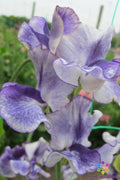 Sweet Pea Seeds - Frances Kate Climbing Vine, Fragrant Pink & Cream, Lathyrus odoratus, Garden Planting, 50 Seeds