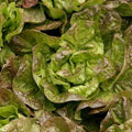 Bronze Mignonette Lettuce Seeds – Non-GMO, Over 600 Seeds, Leafy, Compact, Lactuca sativa, Home Garden, Salad Greens