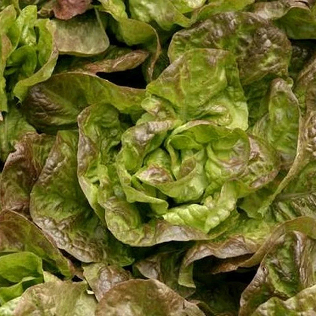 Bronze Mignonette Lettuce Seeds – Non-GMO, Over 600 Seeds, Leafy, Compact, Lactuca sativa, Home Garden, Salad Greens