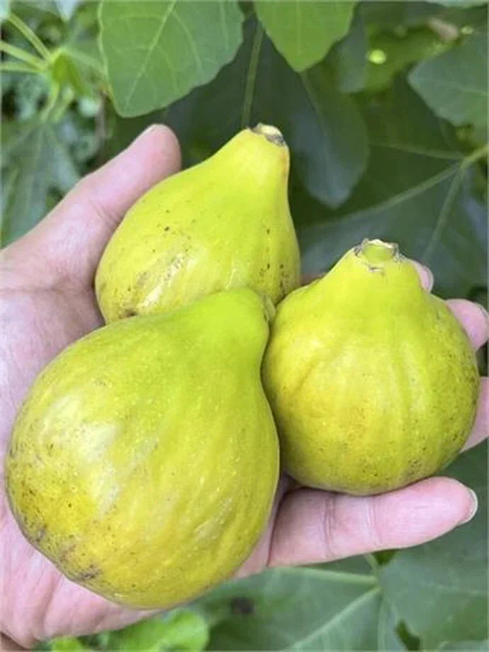 Fig Tree Cutting - 8+ Inches, 3+ Nodes, Ficus carica 'Fico Bianco Siciliano'