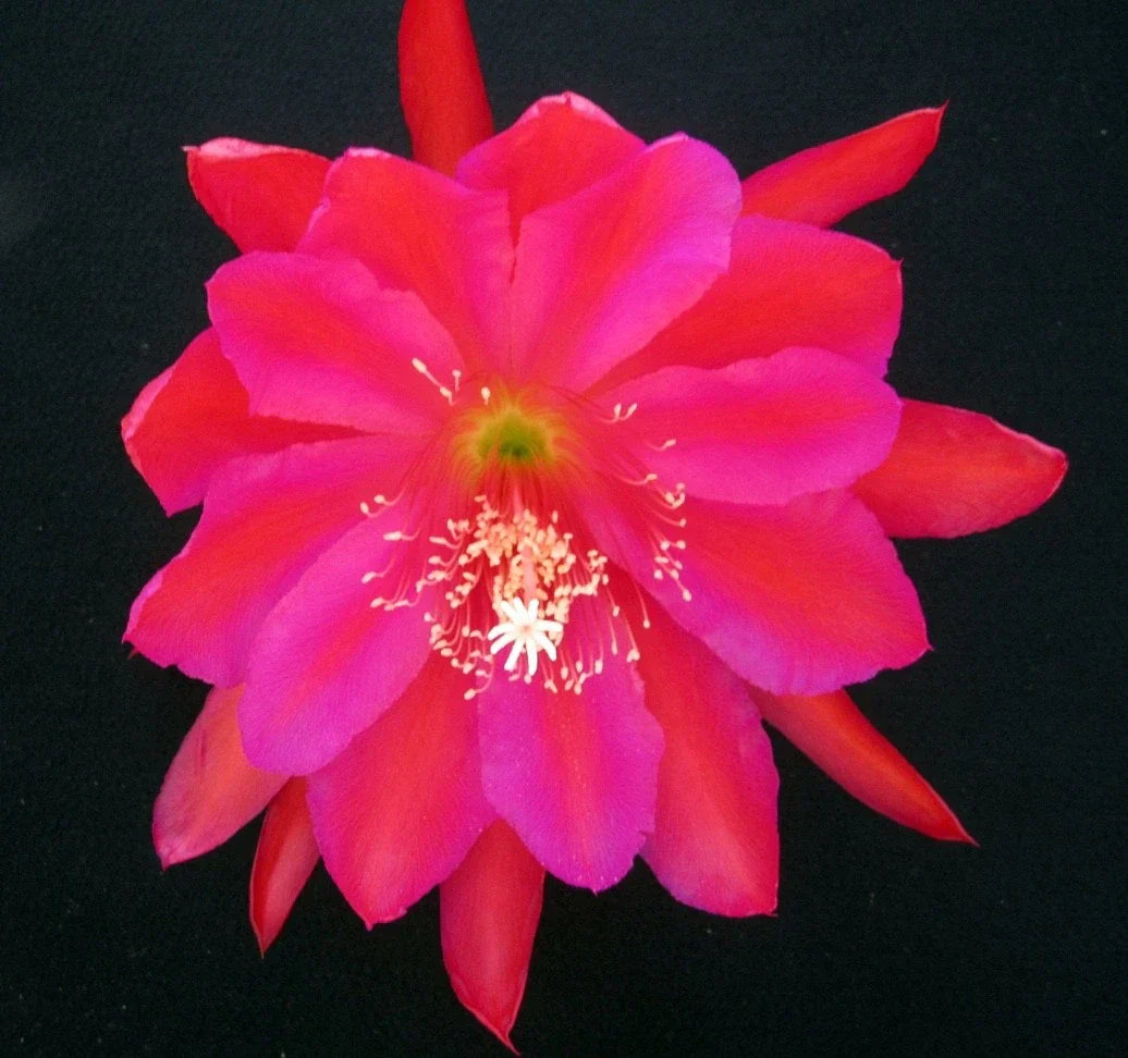 Epiphyllum Cutting - Cuzco Orchid Cactus Single Cutting | Epiphyllum oxypetalum