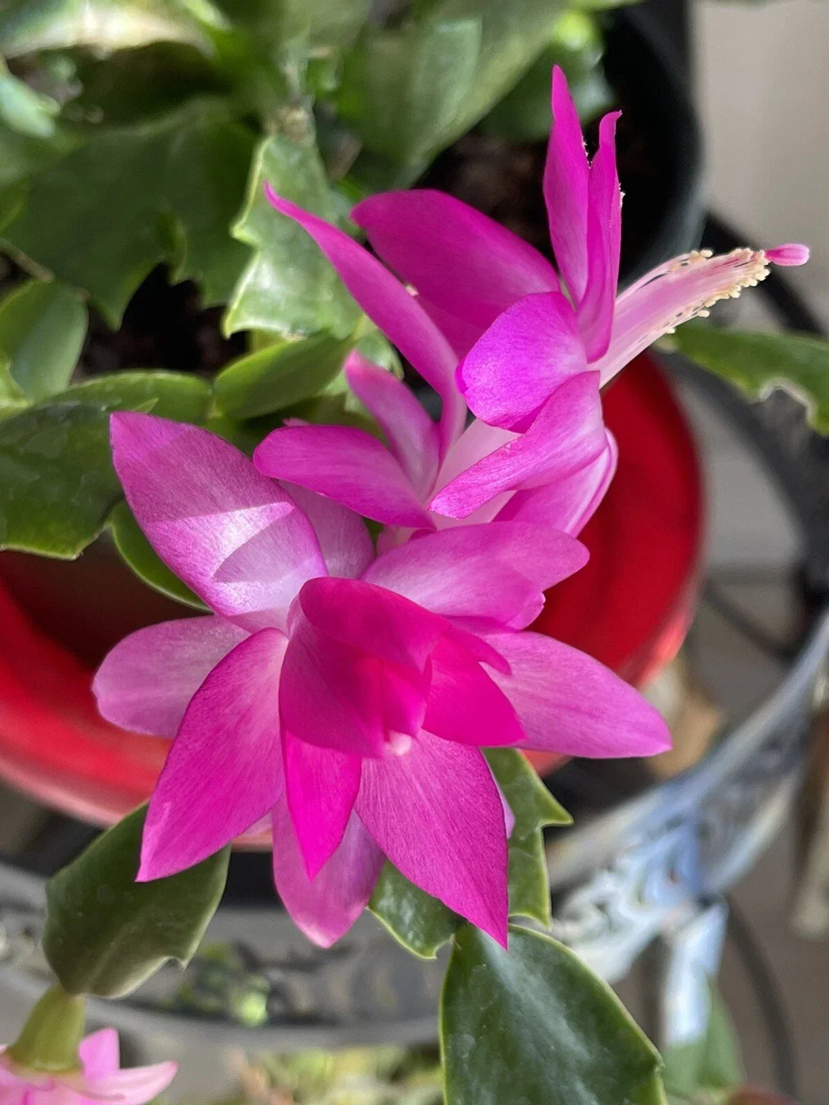 Holiday Pink Cactus Succulent Starter Plant 3-4” Echinopsis subdenudata Indoor Garden