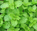 Spearmint Seeds 215 Count - Mentha spicata Herb for Culinary, Tea & Garnishes - Non-GMO, Easy to Grow, USA