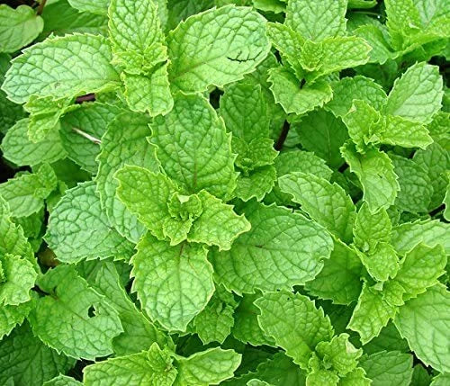 Spearmint Seeds 215 Count - Mentha spicata Herb for Culinary, Tea & Garnishes - Non-GMO, Easy to Grow, USA