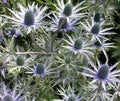 Eryngium alpinum 'Blue Star' Sea Holly Seeds - Drought-Tolerant Perennial, Blue Flowering Plant Seeds, 10 Pack