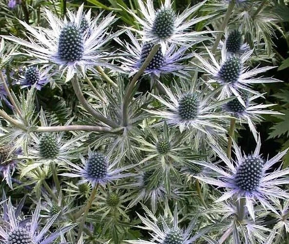 Eryngium alpinum 'Blue Star' Sea Holly Seeds - Drought-Tolerant Perennial, Blue Flowering Plant Seeds, 10 Pack