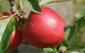 Rajka Apple Seeds - 25+ Pack, Heirloom Malus domestica for Home Garden, Deciduous Tree, USA Grown
