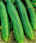 Straight Eight Cucumber Seeds, Non-GMO Heirloom, Cucumis sativus, Long, Straight Slicing Cucumbers, 50 Seeds