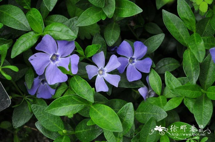 Periwinkle Vinca Minor Seeds 100 Pack - Evergreen Ground Cover with Purple Spring Flowers - Hardy Perennial Plant