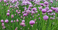 Chives Seeds Non-GMO Allium schoenoprasum Culinary Herb Packets for Gardening and Cooking