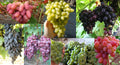 Grape Cuttings Mix – 7 Rooting Vines of Vitis vinifera with Top Varieties for Home Garden