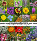 Wildflower Seed Mix - 1000 Non-GMO Seeds for Pollinators - 38 Species for Gardens & Meadows