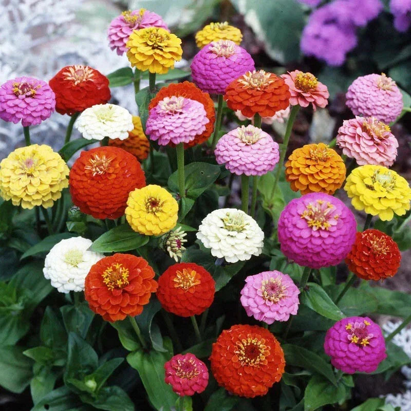 Zinnia Seeds Mix - 100+ Sprite Variety - Colorful Garden Flowers - Zinnia elegans - Annual, Full Sun, Easy to Grow