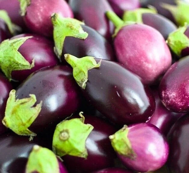 Round Eggplant Seeds 50+ Pack – Solanum melongena, Asian Cuisine, Non-GMO, Vegetable Garden, Edible Plant
