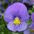 15 Pansy Seeds - Cool Wave Blue Skies Trailing Viola x wittrockiana for Hanging Baskets, Containers, Garden