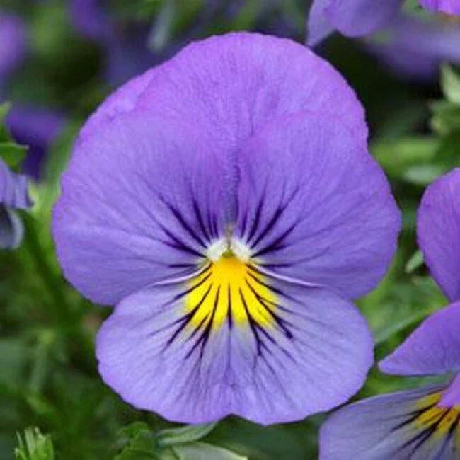 15 Pansy Seeds - Cool Wave Blue Skies Trailing Viola x wittrockiana for Hanging Baskets, Containers, Garden