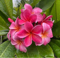Rooted Plumeria Cutting - 12" Pink Frangipani Plant with One Tip for Indoor & Outdoor Gardens