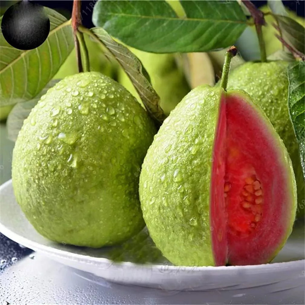 Guava Fruit Tree Seeds - 100 Count, Tropical Psidium guajava, Easy to Grow, Home Garden, Fruit Planting, Exotic Fruit Seeds