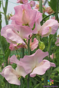 Alisa Sweet Pea Seeds - 50+ Lathyrus odoratus Flower Seeds for Garden, Climbing Vine, Vibrant Colors, Fragrant Blooms, Attracts Pollinators