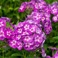 Garden Phlox Live Starter Plant 4-8" 'Laura' Phlox paniculata in 2.5x3.5" Pot for Borders & Pollinator Gardens