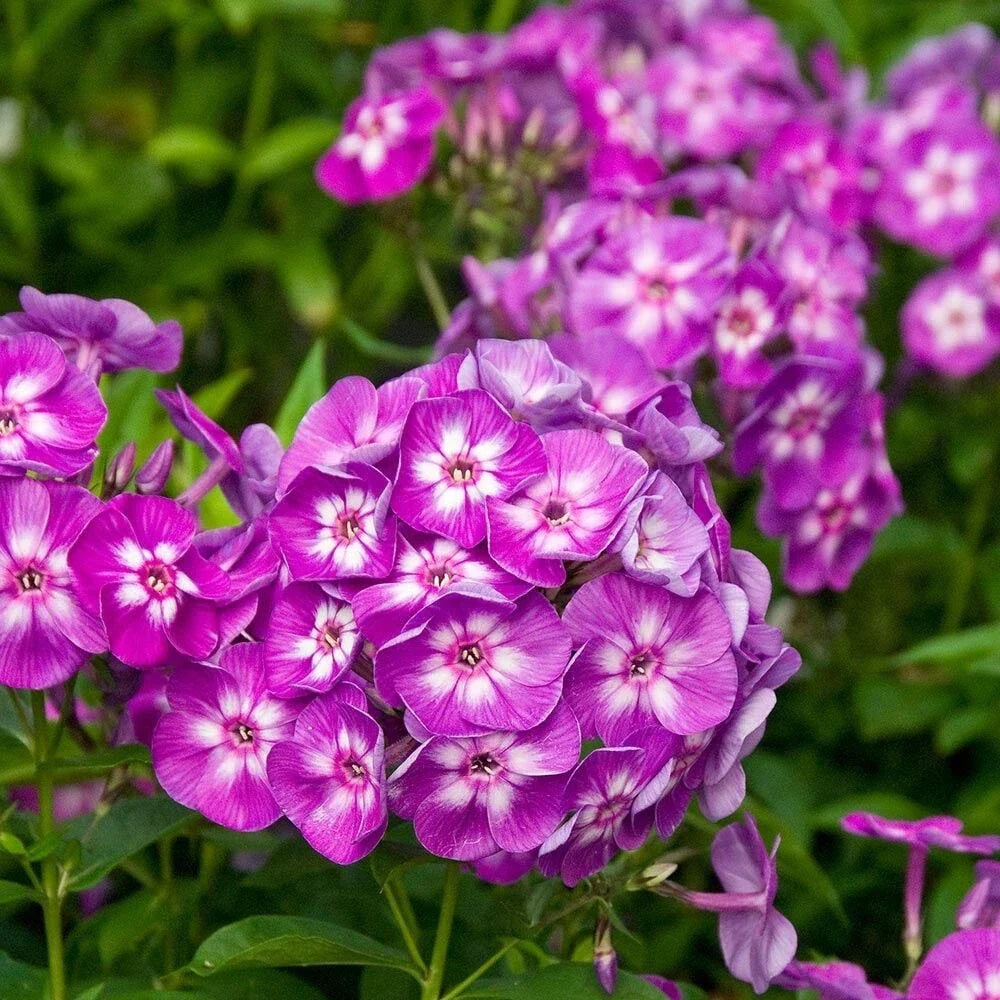 Garden Phlox Live Starter Plant 4-8" 'Laura' Phlox paniculata in 2.5x3.5" Pot for Borders & Pollinator Gardens