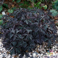 25+ Victor Reiter Junior Geranium Seeds Pelargonium x hortorum Garden Variety Seed Packet for Outdoor & Container Gardening