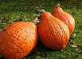 Golden Hubbard Winter Squash Seeds – Organic Cucurbita maxima for Fall & Winter Harvest, 10 Seeds