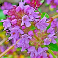 Creeping Thyme Seeds 200 Pack, Purple Groundcover Herb, Drought Tolerant Perennial, Thymus serpyllum, Low-Maintenance Lawn Alternative