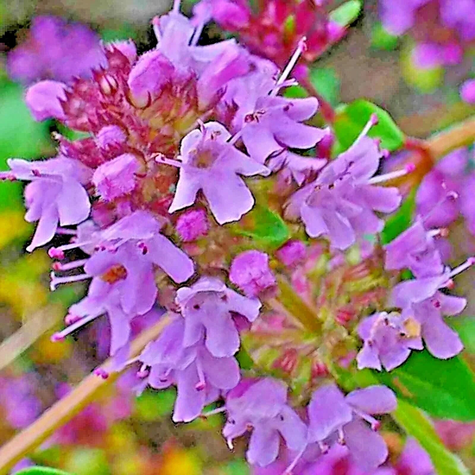 Creeping Thyme Seeds 200 Pack, Purple Groundcover Herb, Drought Tolerant Perennial, Thymus serpyllum, Low-Maintenance Lawn Alternative