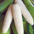 Sweet Corn Seeds - Silver Queen Variety, Open-Pollinated, Zea mays, Non-GMO, Full Sun, 50 Seeds