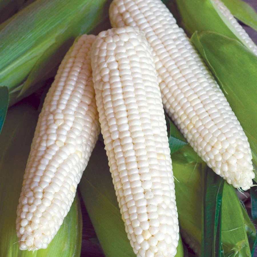 Sweet Corn Seeds - Silver Queen Variety, Open-Pollinated, Zea mays, Non-GMO, Full Sun, 50 Seeds
