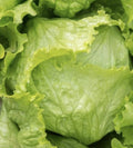 Iceberg Lettuce Seeds - Pack of 1000+ Heirloom Vegetable Seeds for Garden Salad - Lactuca sativa