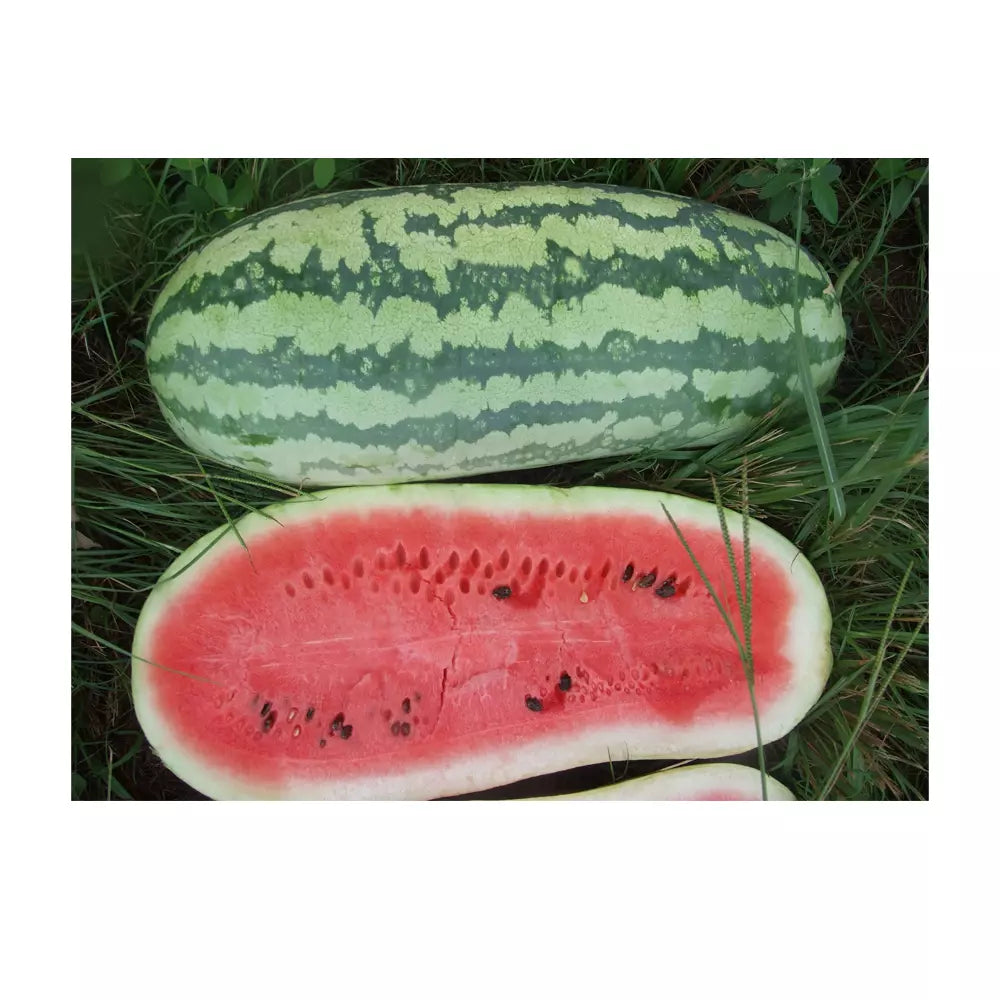 Giant Jubilee Watermelon Seeds - Non-GMO Heirloom Citrullus lanatus for Home Garden Planting, Large, Juicy, Sweet