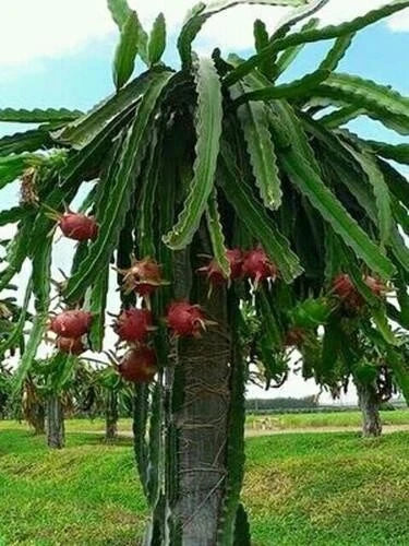 Dragon Fruit Cuttings - Purple Flesh & Pink Skin - Hylocereus undatus - 2 Plant Cuttings Over 10"