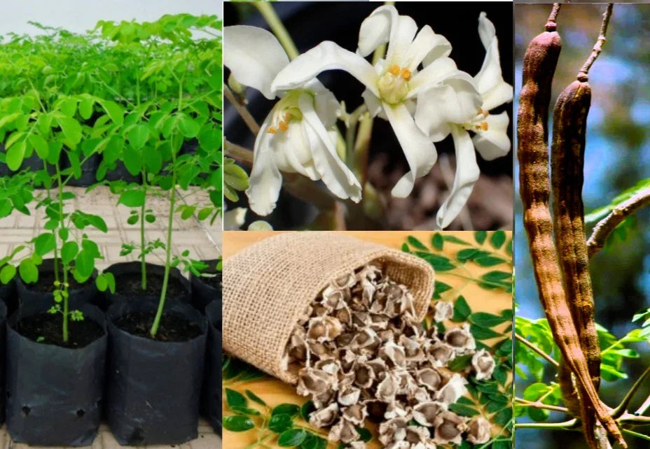 Organic Moringa Oleifera Tree Seeds - 10+ Viable Drumstick Tree Seeds for Gardening