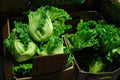 Oriental Mustard Seeds - Chinese Gai Choy Brassica Juncea Non-GMO Seed Packet for Home Gardening